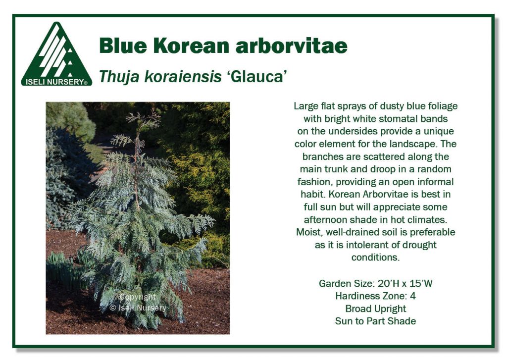 POS Sign - Thuja koraiensis 'glauca' (Low Res)