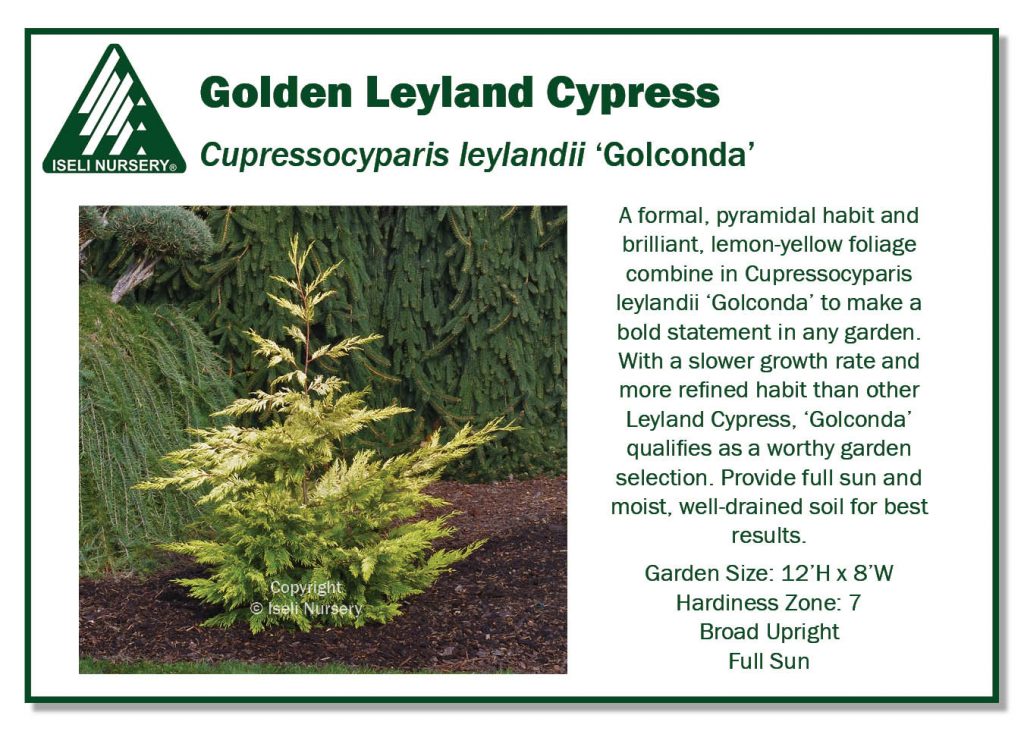 POS Sign - Cupressocyparis leylandii 'Golconda' (Low Res)