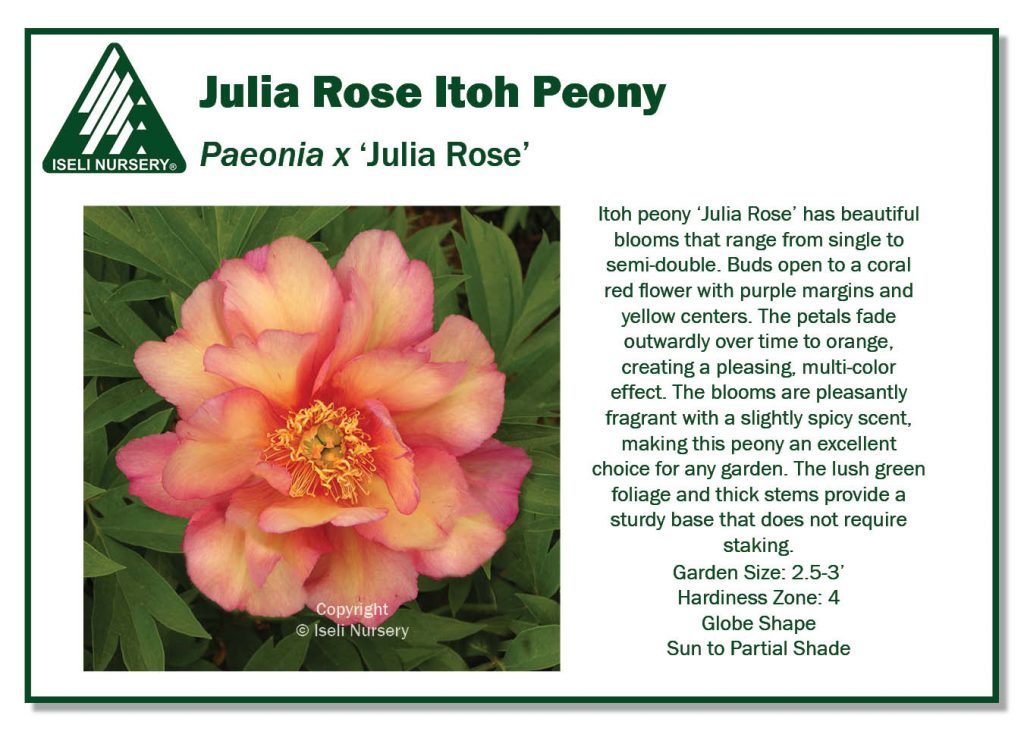 POS Sign - Paeonia x 'Julia Rose' (Low Res)