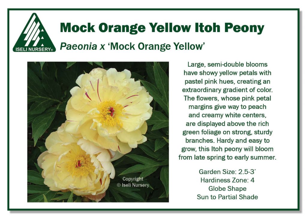 POS Sign - Paeonia x 'Mock Orange Yellow' (Low Res)