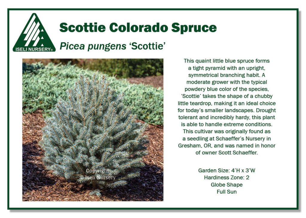 POS Sign - Picea pungens 'Scottie' (Low Res)
