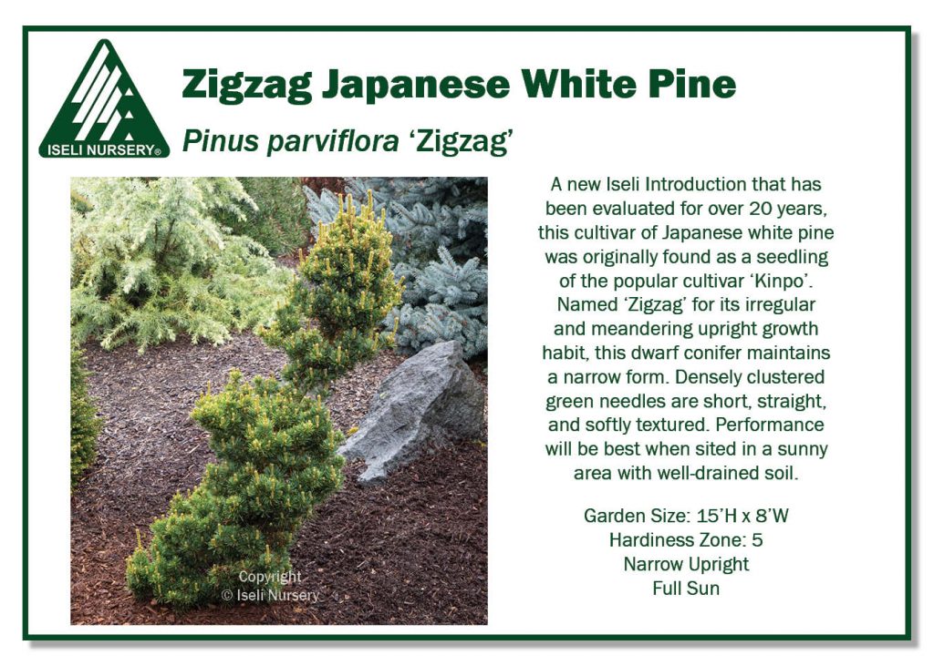 POS Sign - Pinus parviflora 'Zigzag' (Low Res)