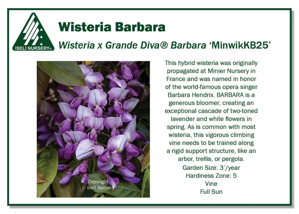 POS Sign - Wisteria x Grande Diva Barbara (low Res)