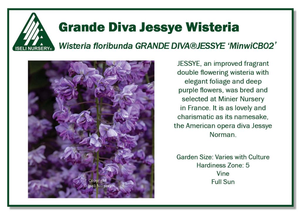 POS Sign - Wisteria x Grande Diva Jessye (Low Res)