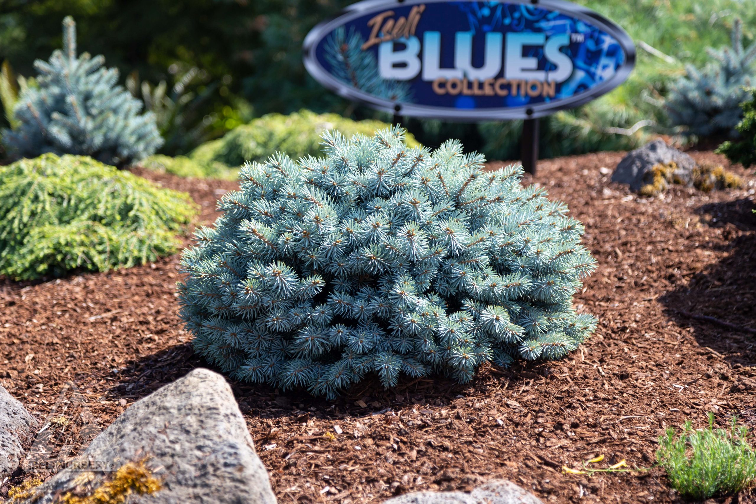 Iseli™ Blues Collection Iseli Nursery