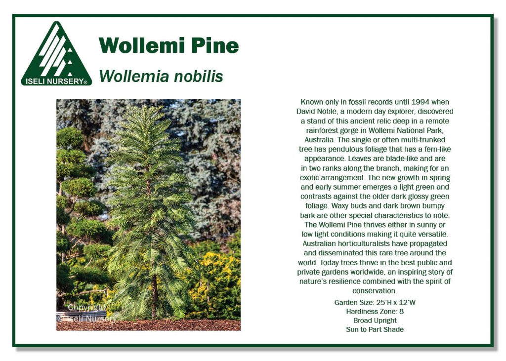 POS Sign - Wollemia nobilis (Low Res)