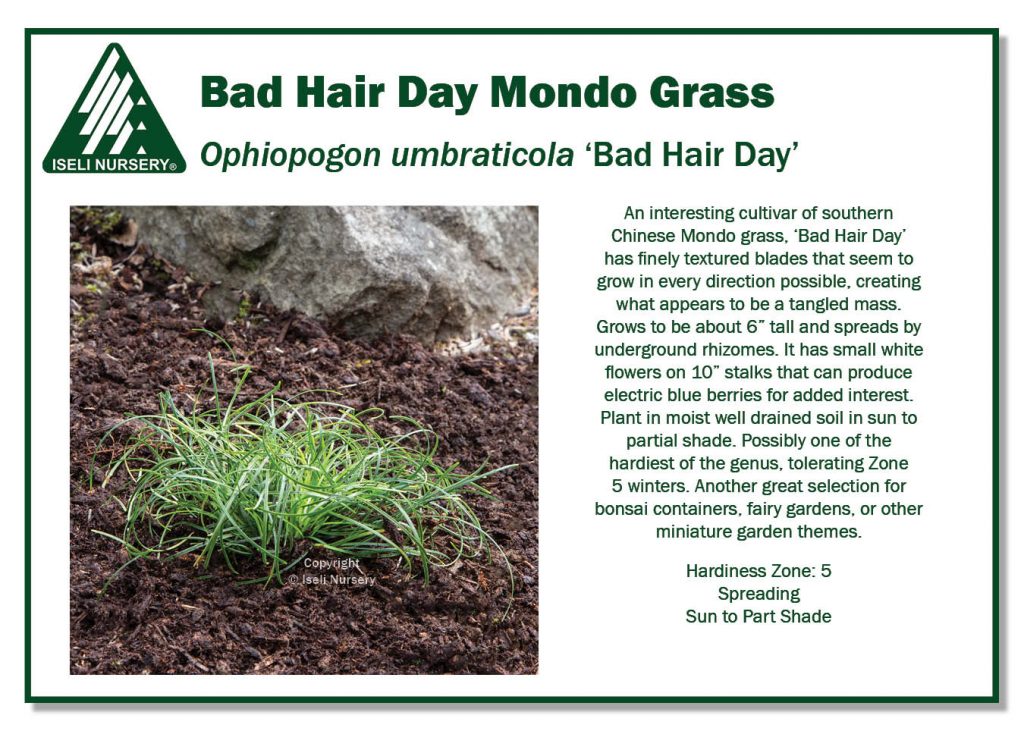POS Sign - Ophiopogon umbraticola 'Bad Hair Day' (Low Res)