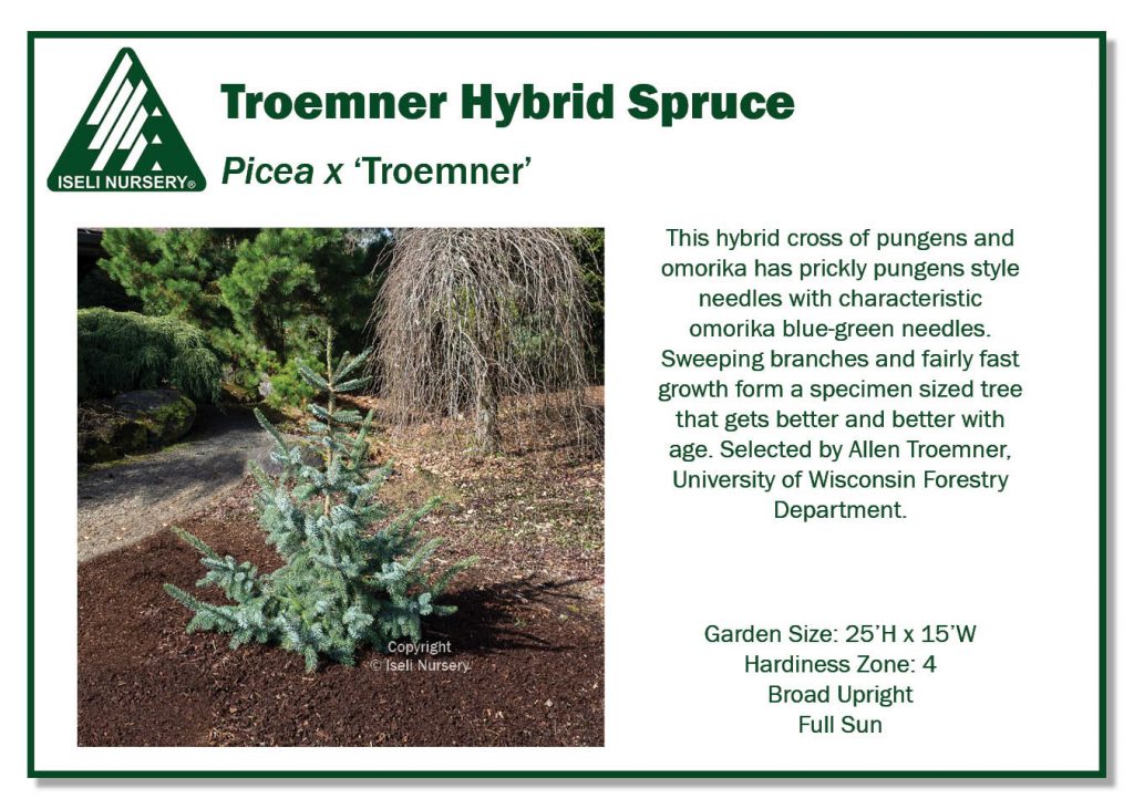 POS Sign - Picea x 'Troemner' (Low Res)