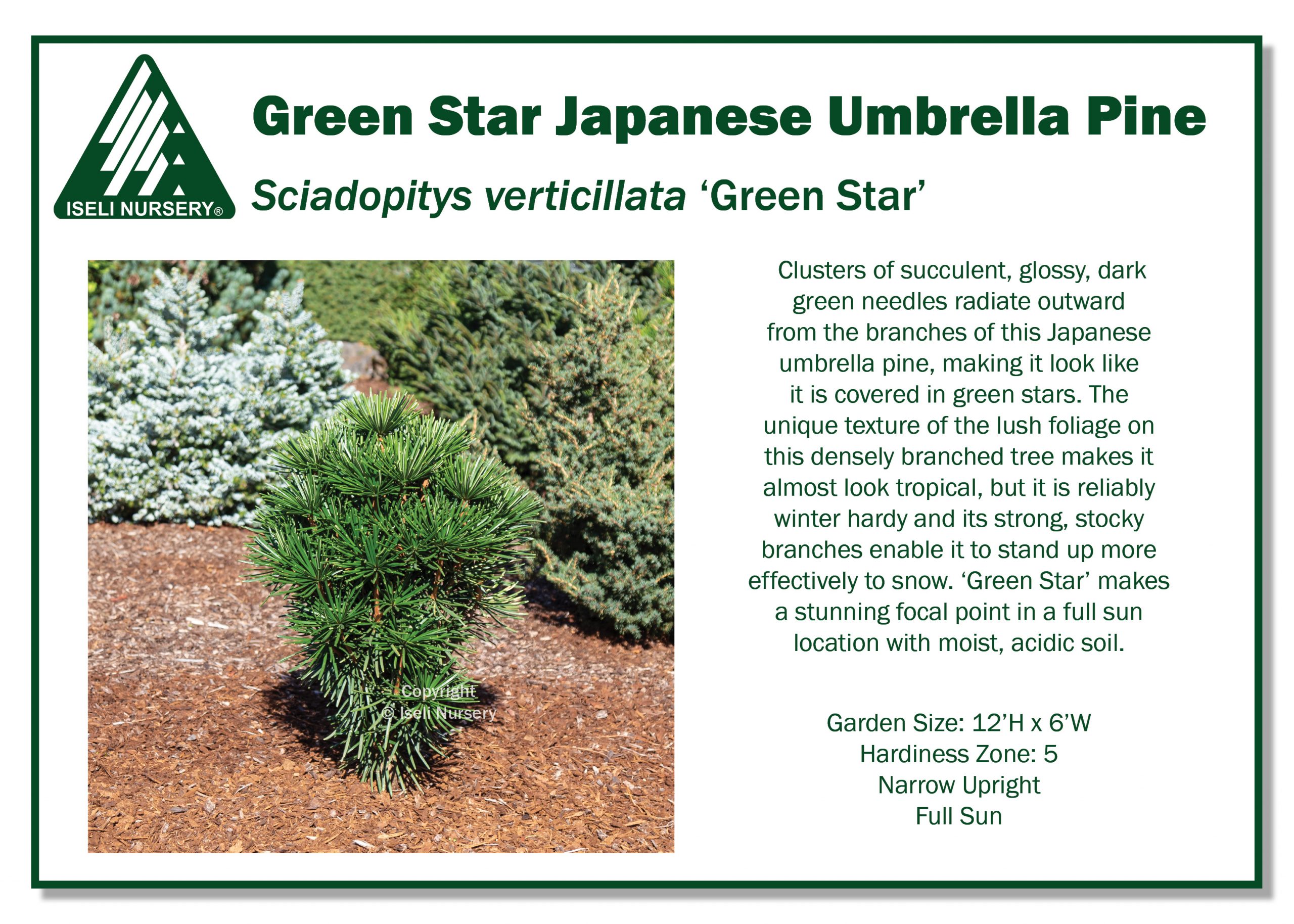 Sciadopitys verticillata 'Green Star' - Iseli Nursery