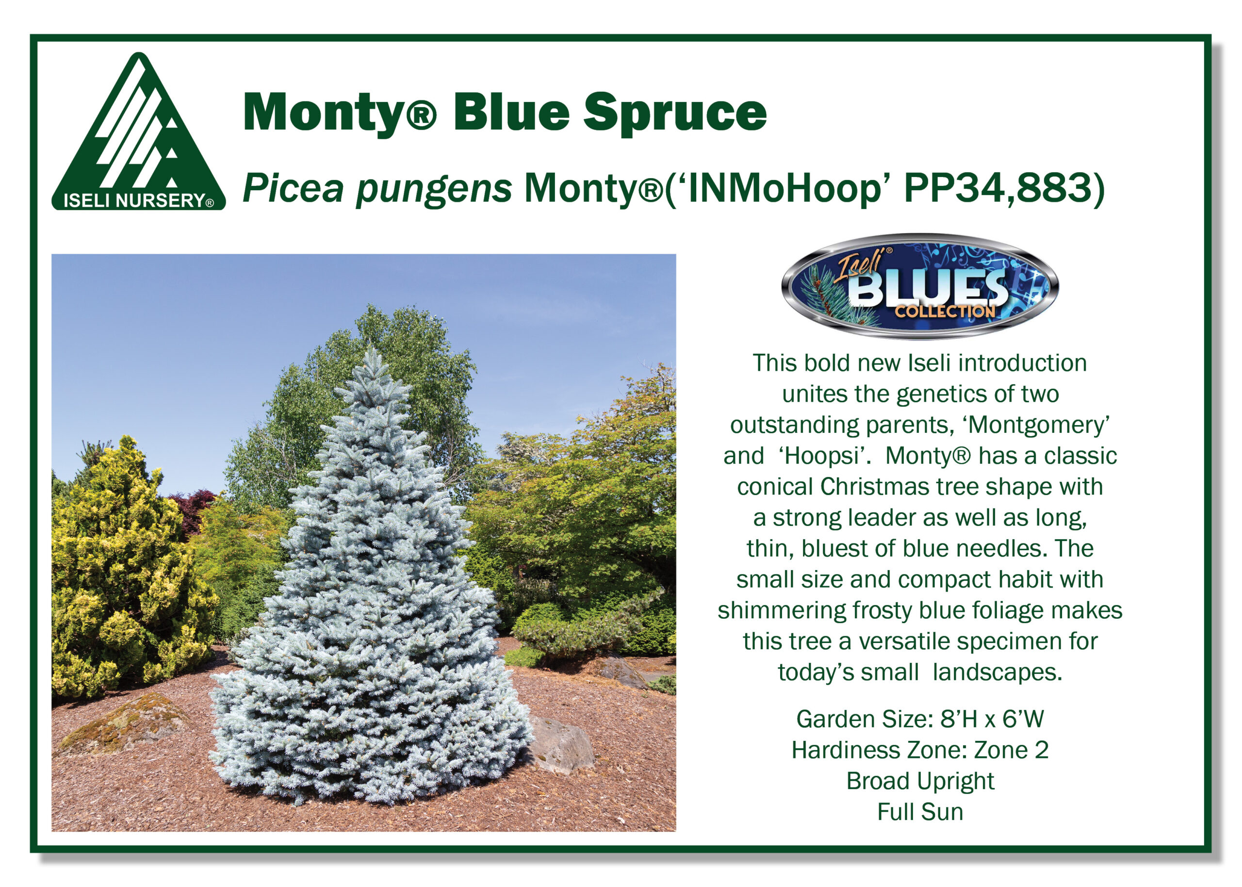 Picea pungens Monty®(‘INMoHoop’ PP34,883)