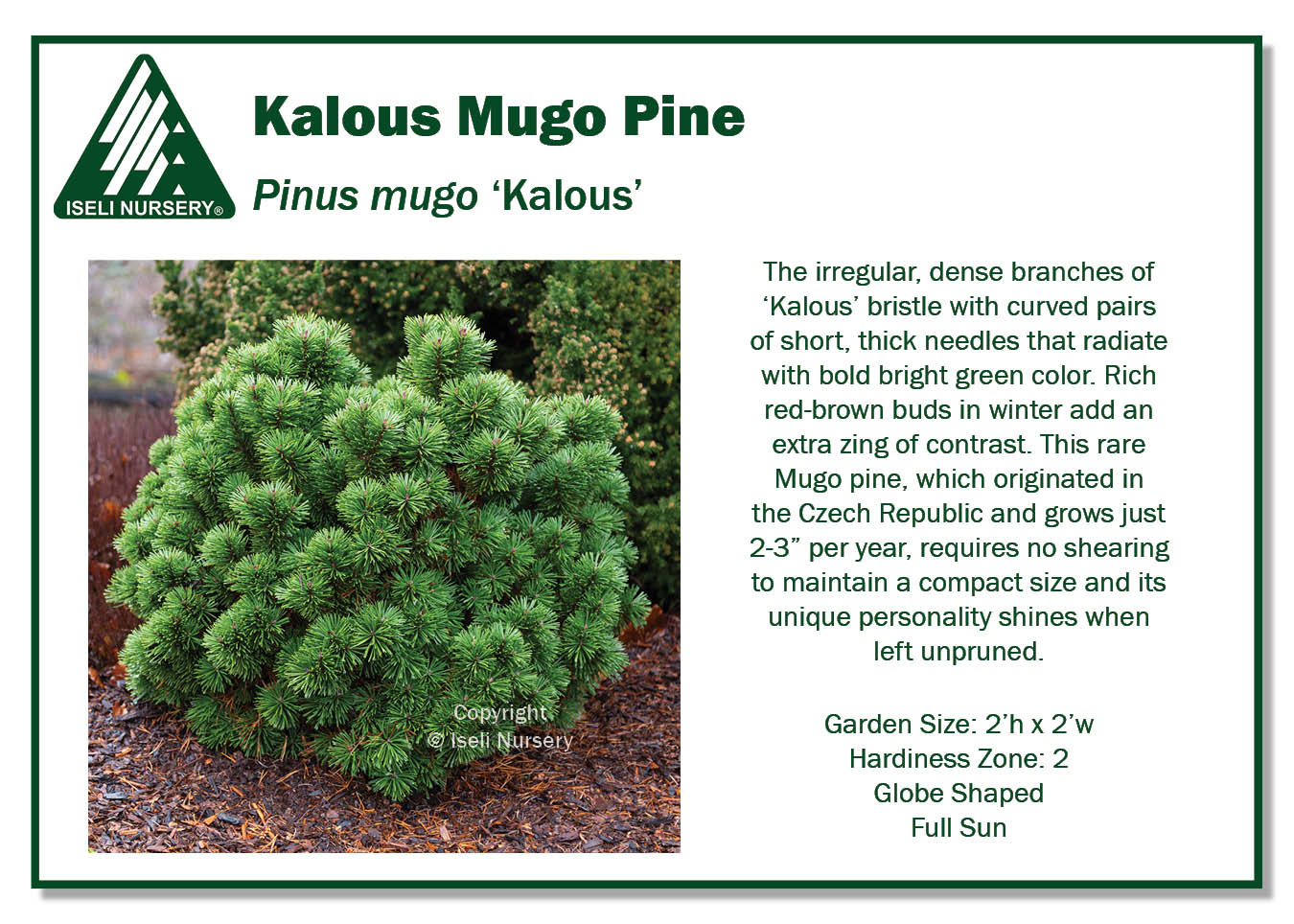 Pinus Mugo 'Kalous'
